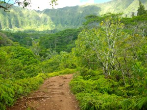 hawaii-365799_1280
