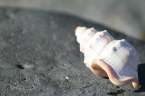 sea-shell-525853_1280