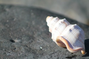 sea-shell-525853_1280