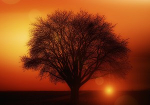 tree-117582_1280